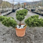 Borievka prostredná (Juniperus x Media) ´PFITZERIANA AUREA´ - výška 60-80 cm, priemer: 150-200 cm, kont. C55L - BONSAJ (-30°C)